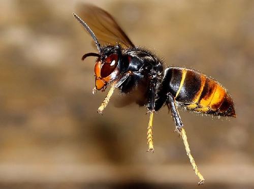 中國大虎頭蜂一般筑巢在哪里（大虎頭蜂怎么挑選地方筑巢）·