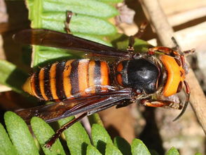 虎頭蜂蜂王的特點（虎頭蜂怎么區分蜂王）