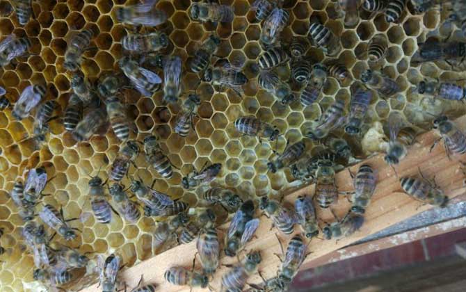 春繁養蜂如何加脾(蜜蜂春繁加脾規律有哪些) 春繁養蜂如何加脾(蜜蜂春繁加脾規律有哪些)