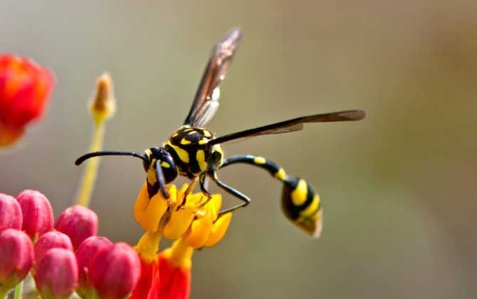 細腰蜂是蜜蜂嗎
