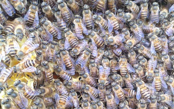 蜜蜂冬天一天喂幾次糖(冬天蜜蜂多久喂一次糖) 蜜蜂冬天一天喂幾次糖(冬天蜜蜂多久喂一次糖)