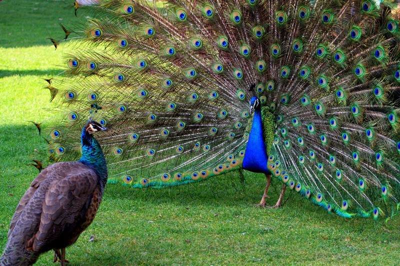 貓交配時為啥會撕心裂肺地嚎叫 貓在發情期時,為什么會發出嚎叫聲?