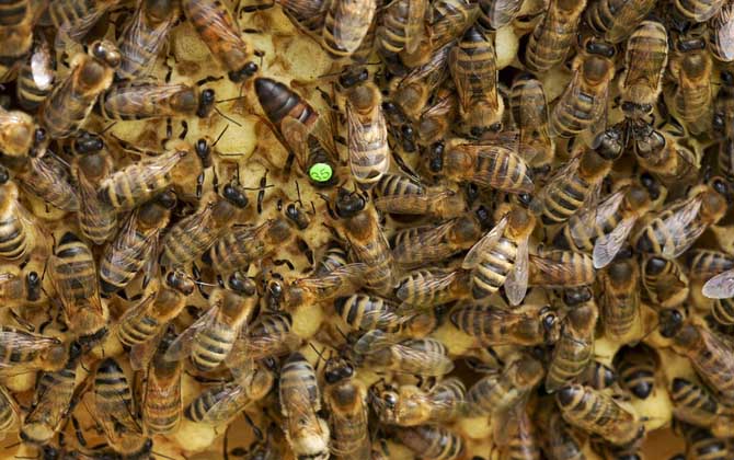 秋繁蜜蜂的養殖方法和注意事項(蜜蜂秋繁的最佳時間及注意事項) 秋繁蜜蜂的養殖方法和注意事項(蜜蜂秋繁的最佳時間及注意事項)
