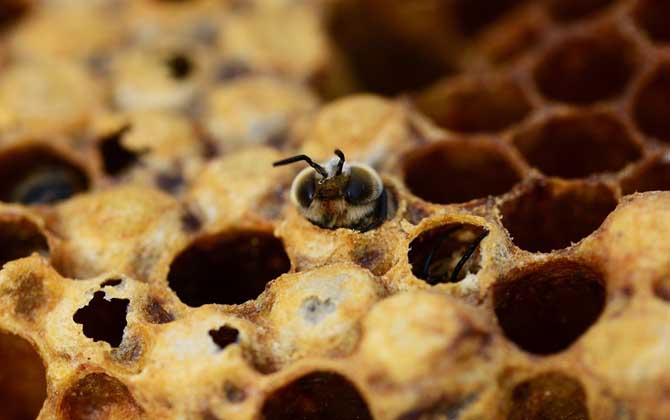 秋繁蜜蜂的養殖方法和注意事項(蜜蜂秋繁的最佳時間及注意事項) 秋繁蜜蜂的養殖方法和注意事項(蜜蜂秋繁的最佳時間及注意事項)