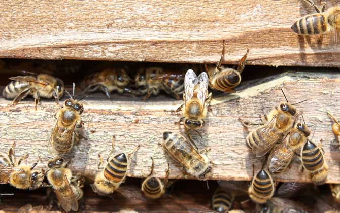 秋繁蜜蜂的養殖方法和注意事項(蜜蜂秋繁的最佳時間及注意事項) 秋繁蜜蜂的養殖方法和注意事項(蜜蜂秋繁的最佳時間及注意事項)