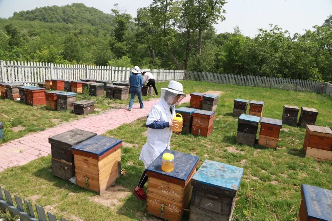 城市可以養(yǎng)蜂么(城市養(yǎng)蜂歸哪個(gè)部門(mén)管) 城市可以養(yǎng)蜂么(城市養(yǎng)蜂歸哪個(gè)部門(mén)管)