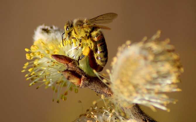 如何捕殺中蜂雄蜂? 雄蜂