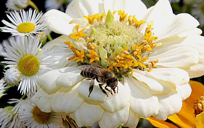 如何捕殺中蜂雄蜂? 雄蜂