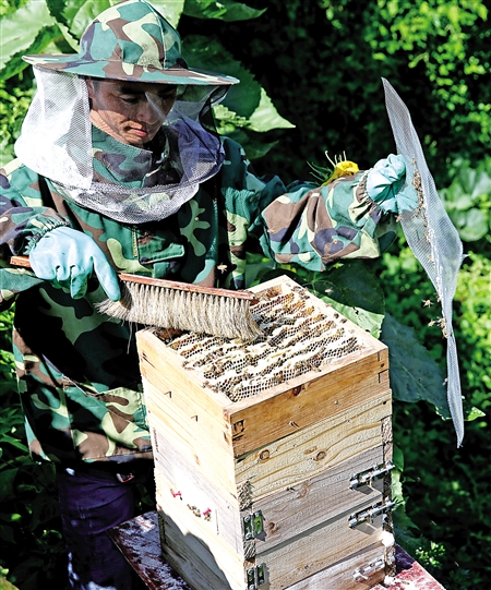 不取蜂蜜對蜜蜂好不好(中蜂養殖,多久取一次蜂蜜) 不取蜂蜜對蜜蜂好不好(中蜂養殖,多久取一次蜂蜜)