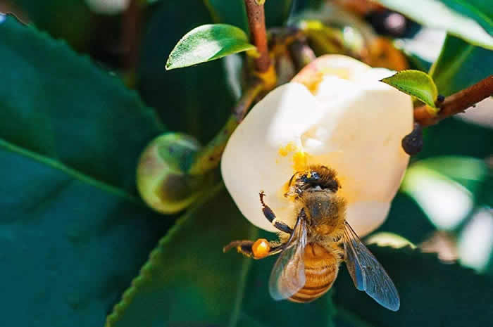 【蜜蜂養(yǎng)殖】一箱意蜂洋槐花期能產多少蜜? 一箱意蜂洋槐花期能產多少蜜?