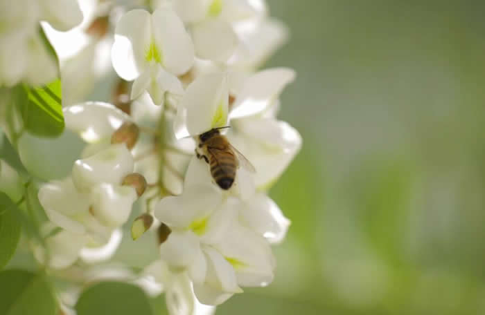 【蜜蜂養(yǎng)殖】一箱意蜂洋槐花期能產多少蜜? 一箱意蜂洋槐花期能產多少蜜?