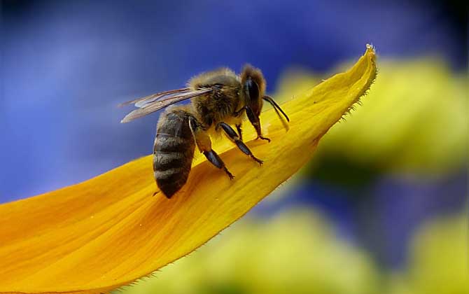 養(yǎng)10箱蜜蜂