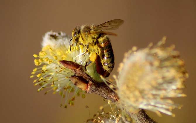 新手養蜂入門及注意事項 新手養蜂