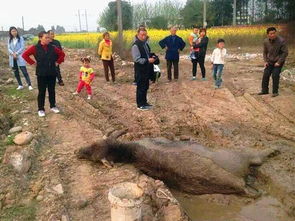 養蜂場地多大面積合適(格子養蜂的尺寸是多少合適) 養蜂場地多大面積合適(格子養蜂的尺寸是多少合適)