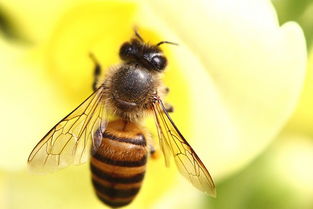 養(yǎng)殖蜜蜂需要什么設備（蜜蜂養(yǎng)殖都有哪些工具）