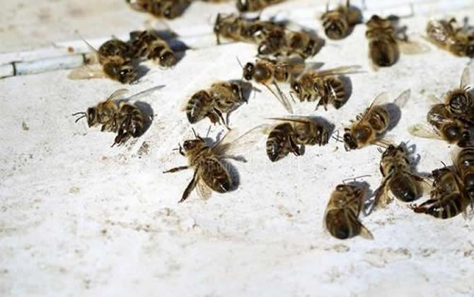 為什么蜂巢門口有那么多死蜂？