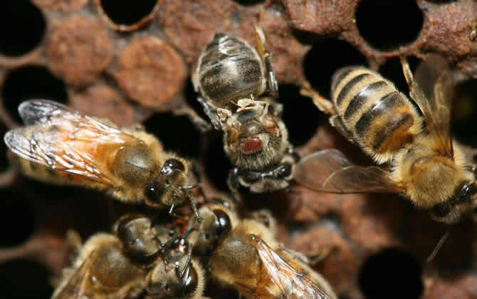 為什么蜂巢門口有那么多死蜂？