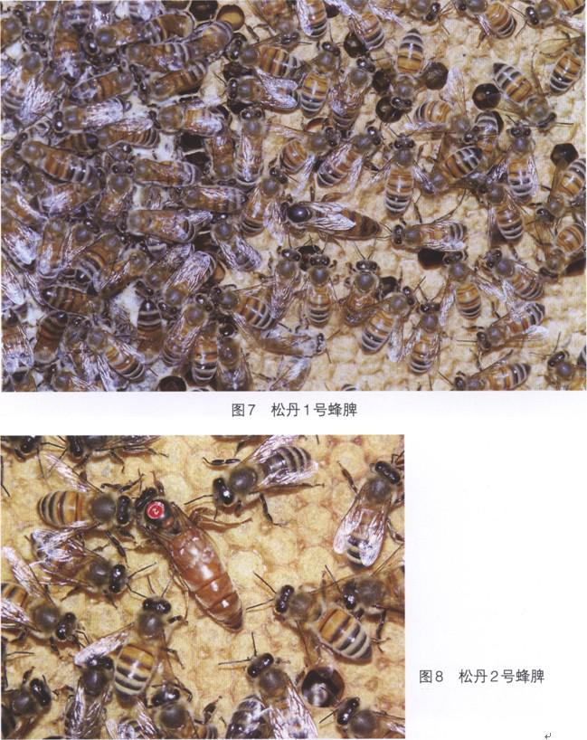 松丹一號和美意蜂雜交如何(松丹蜜蜂配套系) 松丹一號和美意蜂雜交如何(松丹蜜蜂配套系)