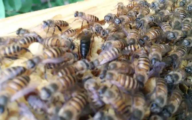 蜂王吃什么食物? 蜂王吃什么