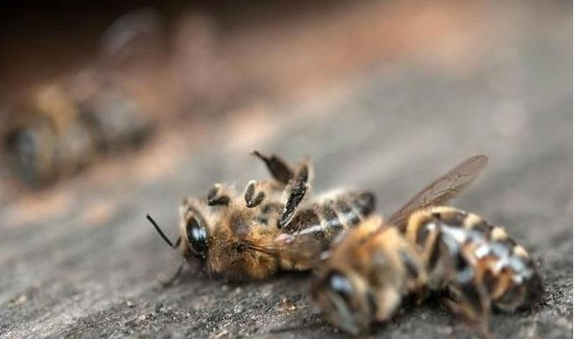 為何與蜂王交尾的雄蜂會很快死亡(雄蜂的特殊交尾方式) 為何與蜂王交尾的雄蜂會很快死亡(雄蜂的特殊交尾方式)