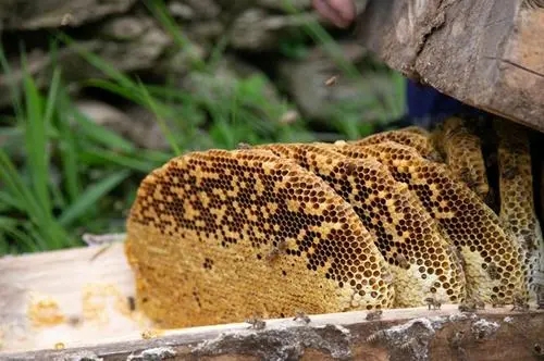 北一號中蜂品系價(jià)格(北京一號蜂種) 北一號中蜂品系價(jià)格(北京一號蜂種)