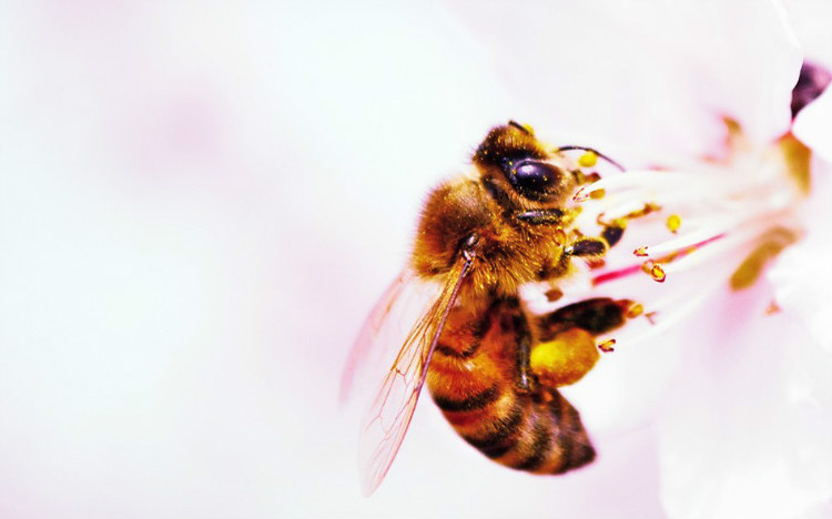 蜜蜂生活習(xí)性及生長過程