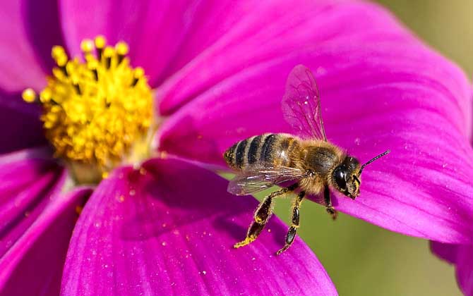 工蜂為什么不能生育(工蜂為什么不能正常生育) 工蜂為什么不能生育(工蜂為什么不能正常生育)