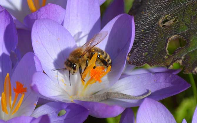 工蜂為什么不能生育(工蜂為什么不能正常生育) 工蜂為什么不能生育(工蜂為什么不能正常生育)