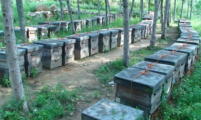 養(yǎng)殖蜜蜂應(yīng)該如何擺放蜂箱? 養(yǎng)殖蜜蜂應(yīng)該如何擺放蜂箱?