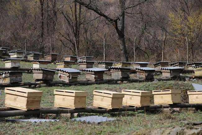 養(yǎng)殖蜜蜂應(yīng)該如何擺放蜂箱? 養(yǎng)殖蜜蜂應(yīng)該如何擺放蜂箱?