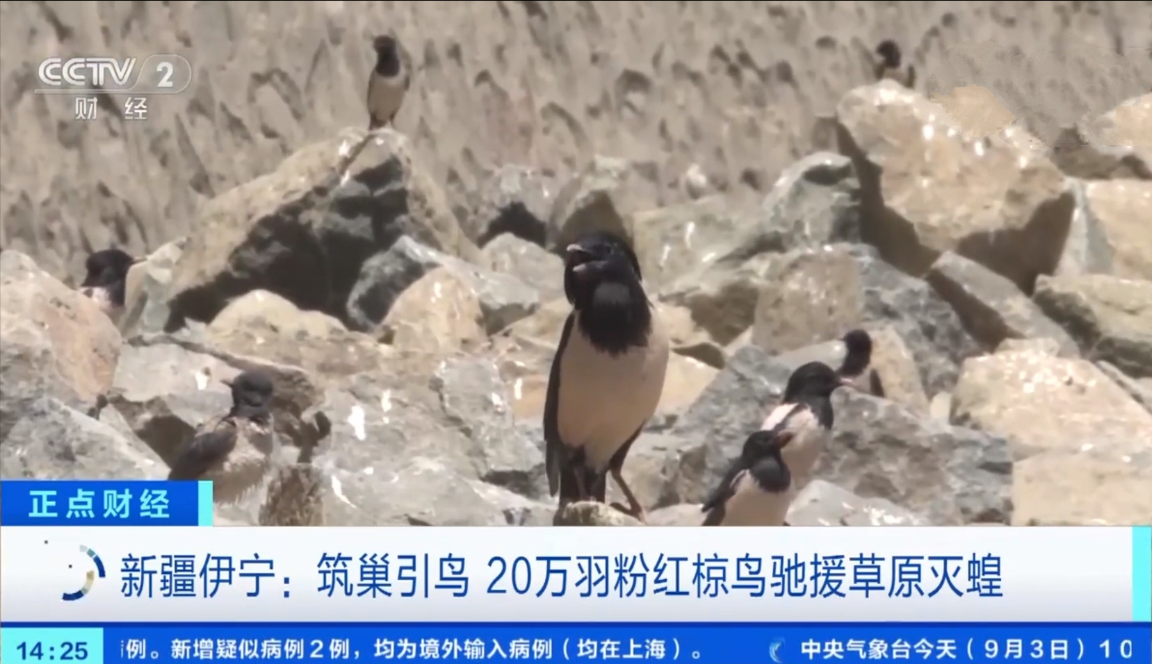 20萬只粉紅椋鳥到達新疆,滅蝗大戰開始,蝗蟲還夠吃嗎 20萬只粉紅椋鳥到達新疆,滅蝗大戰開始,蝗蟲還夠吃嗎