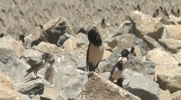 20萬只粉紅椋鳥到達新疆,滅蝗大戰開始,蝗蟲還夠吃嗎 20萬只粉紅椋鳥到達新疆,滅蝗大戰開始,蝗蟲還夠吃嗎