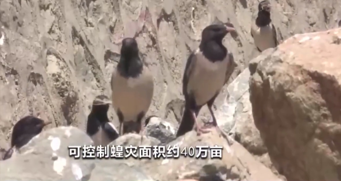 20萬只粉紅椋鳥到達新疆,滅蝗大戰開始,蝗蟲還夠吃嗎 20萬只粉紅椋鳥到達新疆,滅蝗大戰開始,蝗蟲還夠吃嗎
