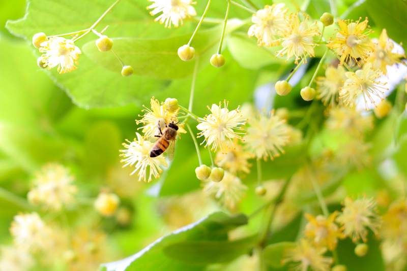 南方夏季蜜源植物有哪些?(蜜源植物花期和產地) 南方夏季蜜源植物有哪些?(蜜源植物花期和產地)