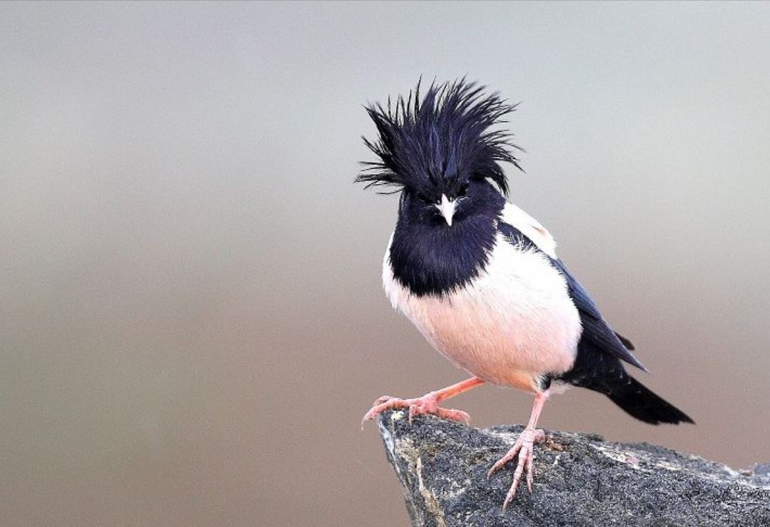 20萬只粉紅椋鳥到達新疆,滅蝗大戰開始,蝗蟲還夠吃嗎 20萬只粉紅椋鳥馳援新疆滅蝗,護40萬畝草場!蝗災到底有多可怕?