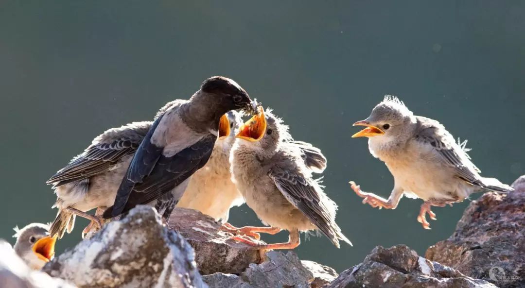 20萬只粉紅椋鳥到達新疆,滅蝗大戰開始,蝗蟲還夠吃嗎 20萬只粉紅椋鳥馳援新疆滅蝗,護40萬畝草場!蝗災到底有多可怕?
