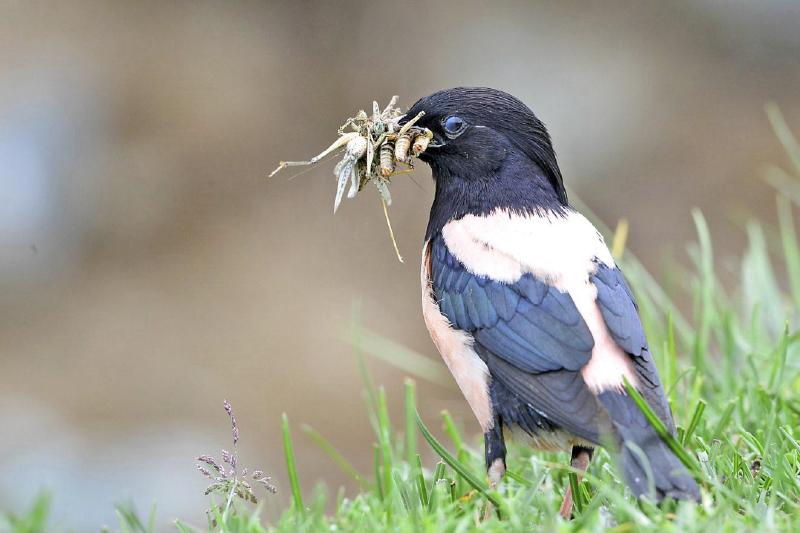 20萬只粉紅椋鳥到達新疆,滅蝗大戰開始,蝗蟲還夠吃嗎 20萬只粉紅椋鳥馳援新疆滅蝗,護40萬畝草場!蝗災到底有多可怕?