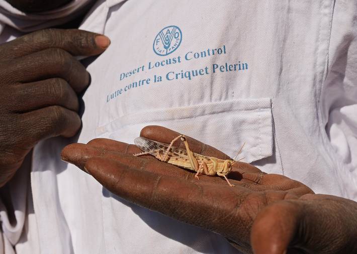20萬只粉紅椋鳥到達新疆,滅蝗大戰開始,蝗蟲還夠吃嗎 20萬只粉紅椋鳥馳援新疆滅蝗,護40萬畝草場!蝗災到底有多可怕?