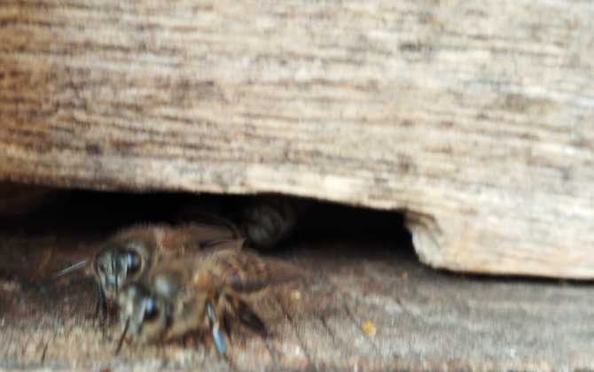 為什么蜂箱要用牛糞糊(牛糞涂蜂箱有什么作用) 為什么蜂箱要用牛糞糊(牛糞涂蜂箱有什么作用)