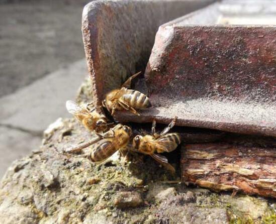 在家可以自己養蜜蜂嗎(自己在家怎么養野蜂 ) 在家可以自己養蜜蜂嗎(自己在家怎么養野蜂 )