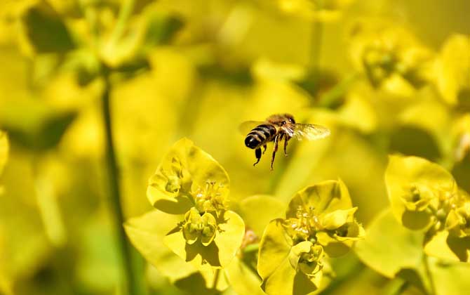 冬天蜜蜂還采花釀蜜嗎（蜜蜂會(huì)冬眠么）