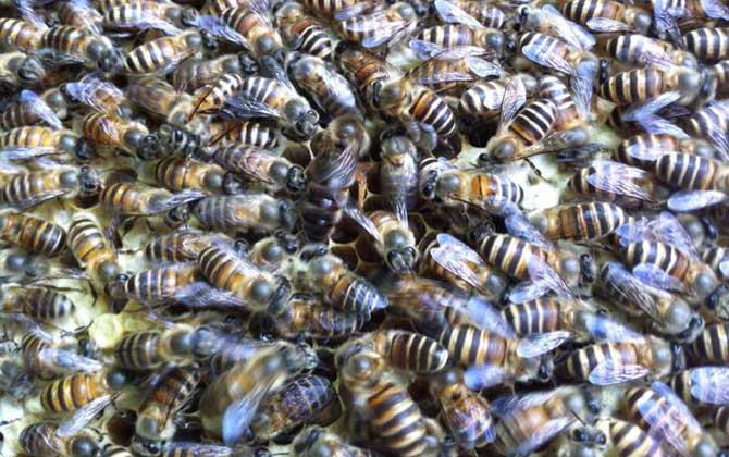 介王多久才放出來蜂王(介王一般幾天可以放王) 介王多久才放出來蜂王(介王一般幾天可以放王)