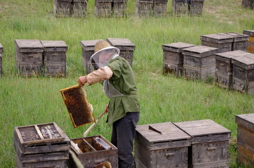 蜜蜂是靠什么回家的(蜜蜂為什么能找到回家的路) 蜜蜂是靠什么回家的(蜜蜂為什么能找到回家的路)
