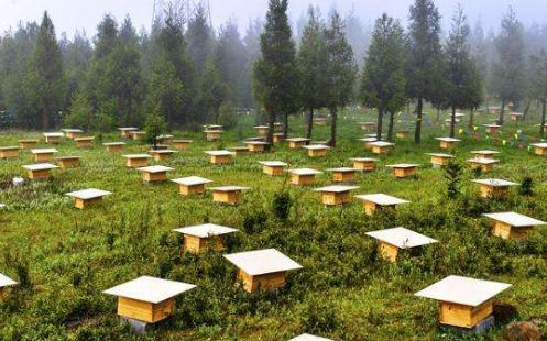 在農村可以養蜜蜂嗎(農村養殖蜜蜂前景) 在農村可以養蜜蜂嗎(農村養殖蜜蜂前景)