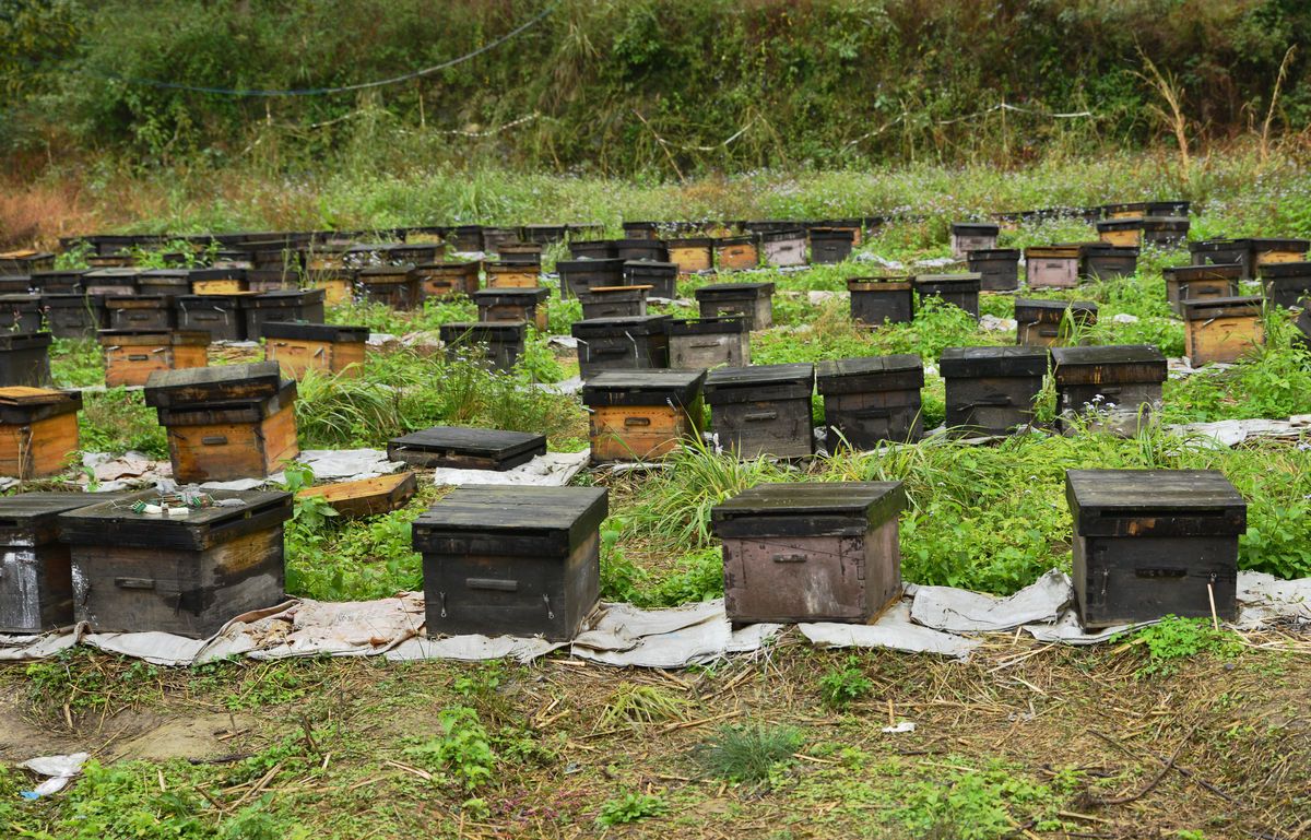 在農村可以養蜜蜂嗎(農村養殖蜜蜂前景) 在農村可以養蜜蜂嗎(農村養殖蜜蜂前景)