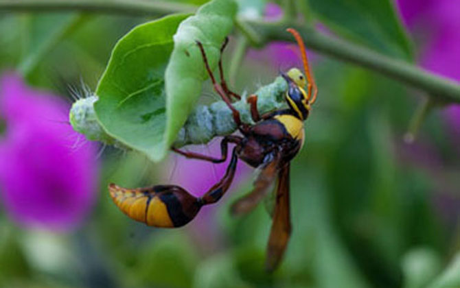 細(xì)腰蜂有什么危害（家里有細(xì)腰蜂是怎么回事）