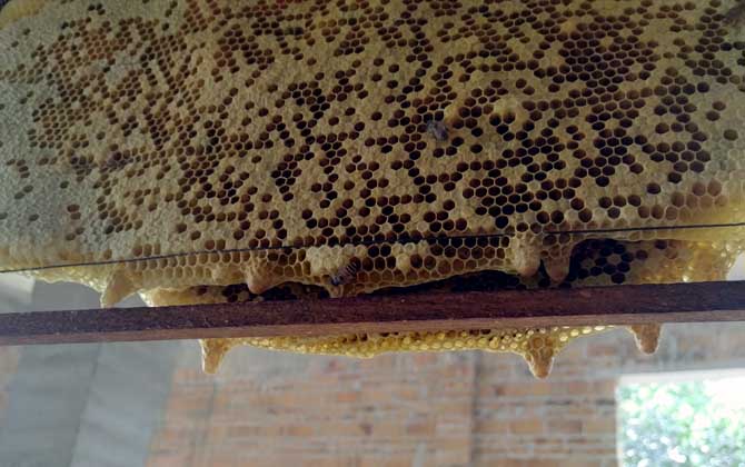 新蜂箱有味道怎么處理(新蜂箱的氣味怎么處理) 新蜂箱有味道怎么處理(新蜂箱的氣味怎么處理)