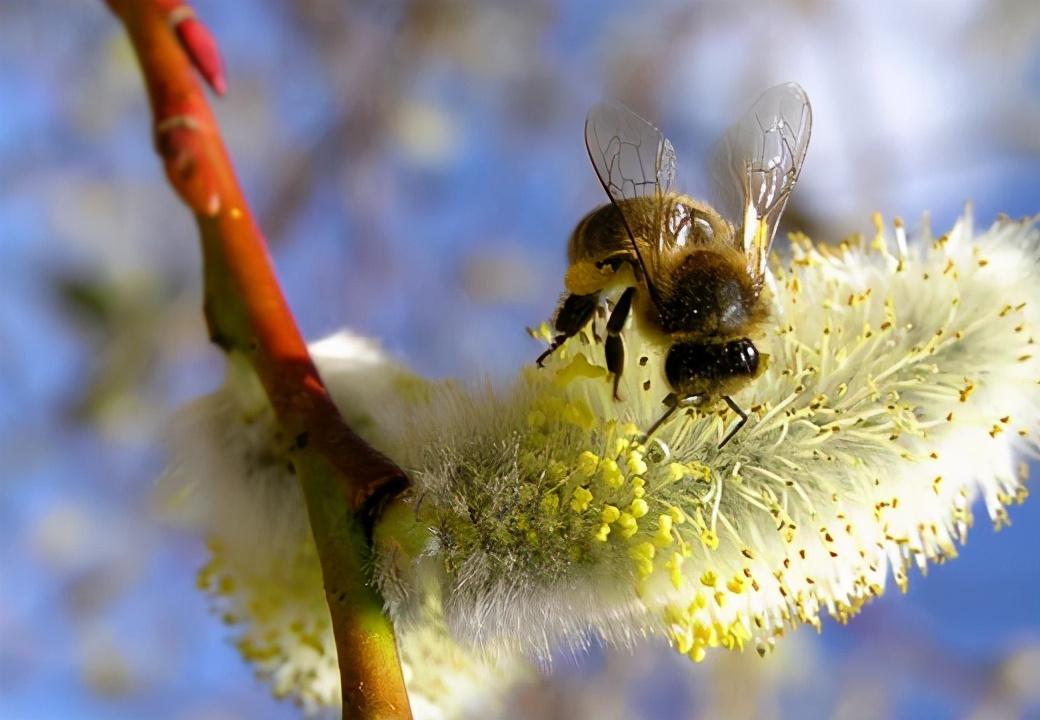蜜蜂養殖過程中的粉源植物有哪些（這些常見的春繁粉源）