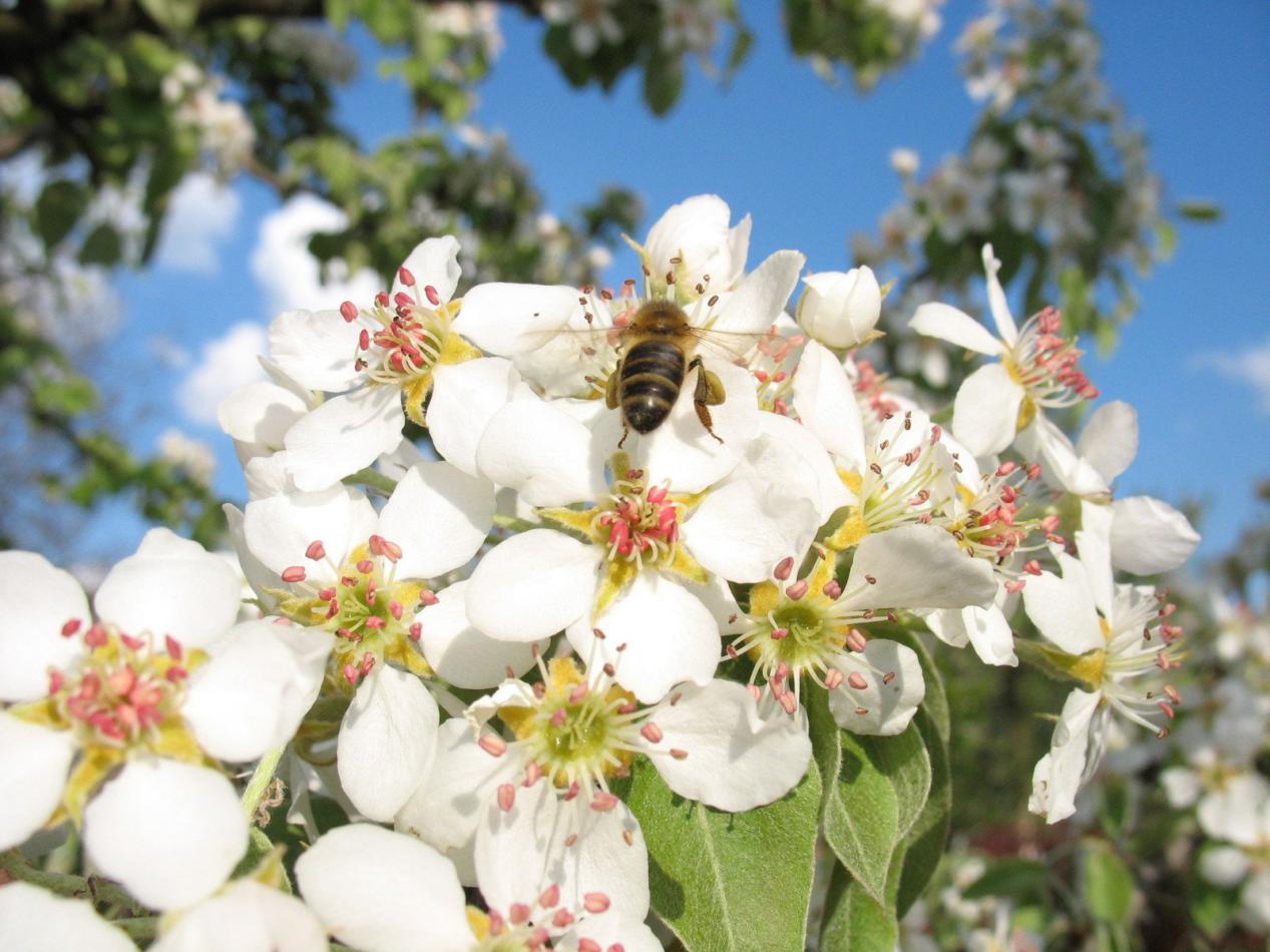 蜜蜂養殖過程中的粉源植物有哪些（這些常見的春繁粉源）