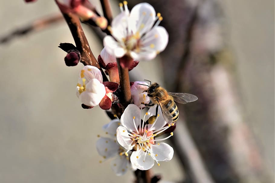 蜜蜂養殖過程中的粉源植物有哪些（這些常見的春繁粉源）